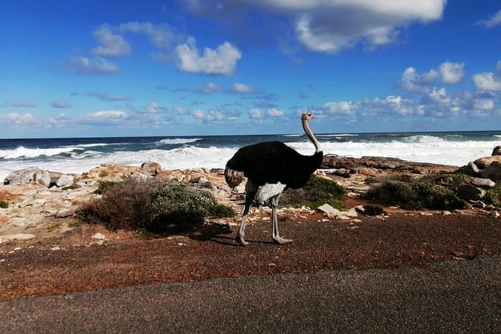 Cape Peninsula Adventure Tour: Chapman's Peak, Boulders Penguins & Cape Point Coastal Drive photo 4