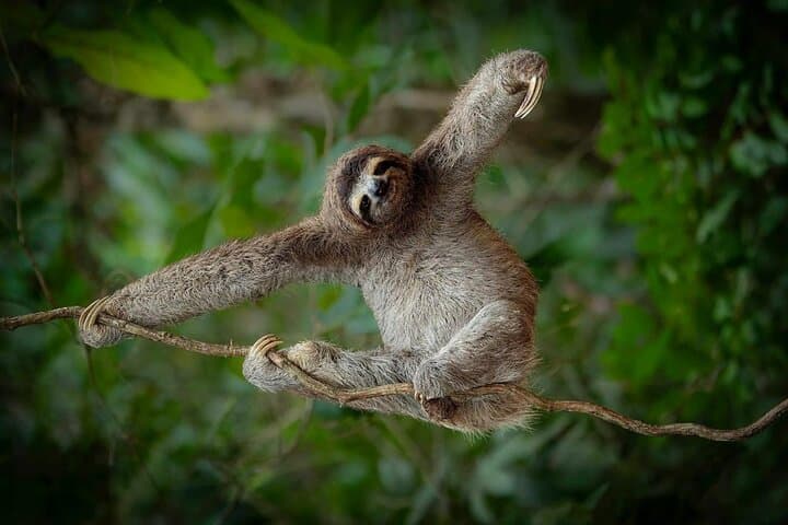 Sloth and Waterfall Eco-Tour in Guanacaste: Coffee, Chocolate & Wildlife photo 3