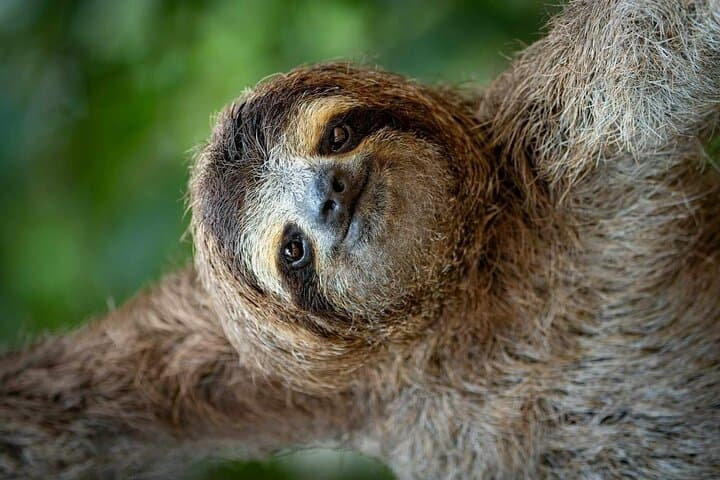 Sloth and Waterfall Eco-Tour in Guanacaste: Coffee, Chocolate & Wildlife photo 6