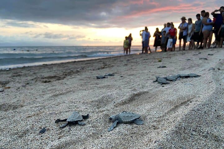 Sunset Sea Turtle Release — Conservation in Action, Puerto Vallarta photo 3