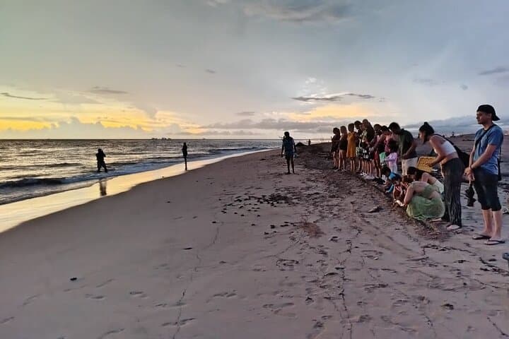 Sunset Sea Turtle Release — Conservation in Action, Puerto Vallarta photo 5