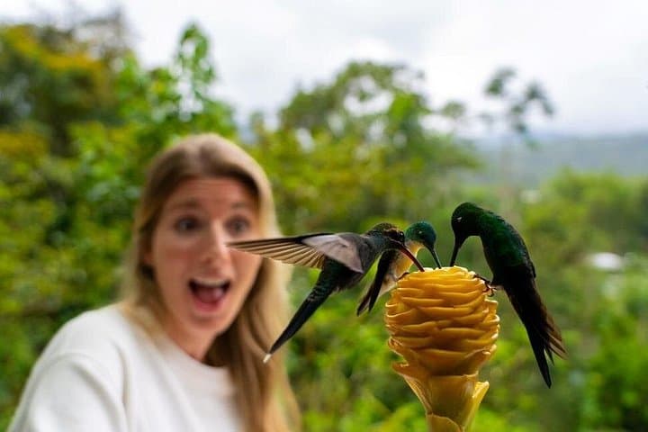 Full-Day Mindo Butterfly Garden & Cloud Forest — Hummingbirds, Waterfalls and Chocolate photo 1