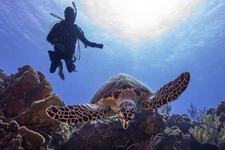 Cozumel Reef Scuba Diving Adventure — Two Guided Dives from Marina Fonatur photo 1