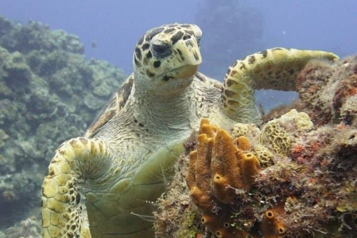 Cozumel Reef Scuba Diving Adventure — Two Guided Dives from Marina Fonatur photo 2