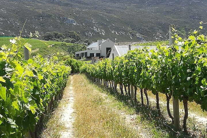 Stellenbosch Wine and Braai Experience in Jonkershoek Valley photo 3