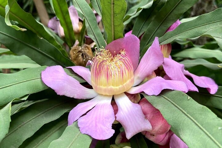 Fragrance Walk: Botany of Ancient Texts in Mumbai photo 5