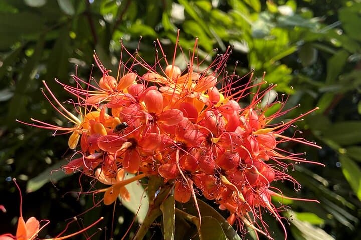 Fragrance Walk: Botany of Ancient Texts in Mumbai photo 3