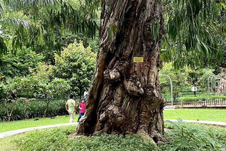 Fragrance Walk: Botany of Ancient Texts in Mumbai photo 4