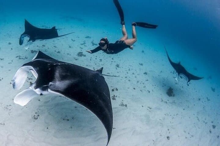 Snorkel with Manta Rays at Manta Point, Nusa Penida — Practical Guide