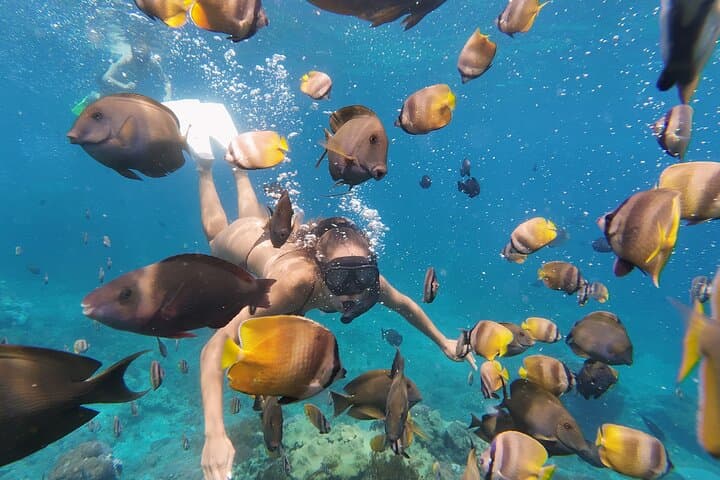 Snorkel with Manta Rays at Manta Point, Nusa Penida — Practical Guide photo 4