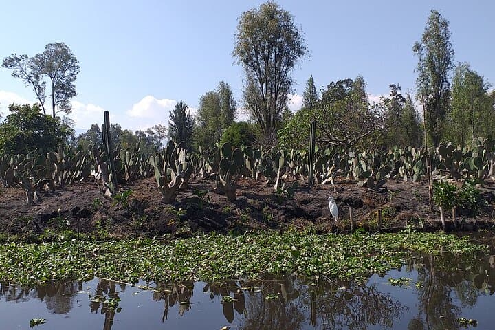 Kayak Xochimilco: Paddle the Ancient Chinampas of Mexico City photo 6