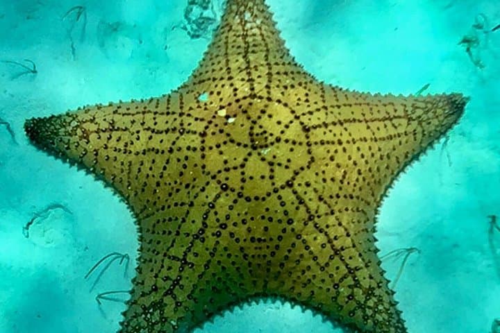 Private Cozumel Snorkeling Tour to El Cielo with Ceviche & Beers photo 2