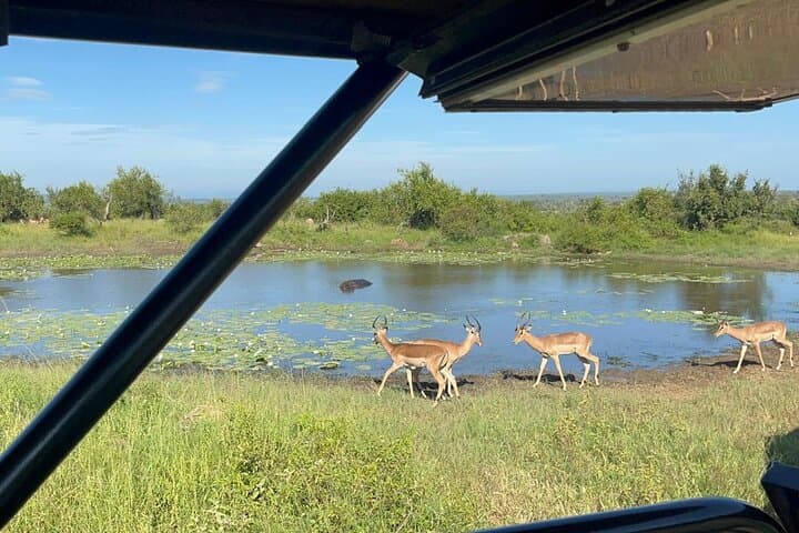 Open-Car Kruger National Park Full-Day Safari from Maputo