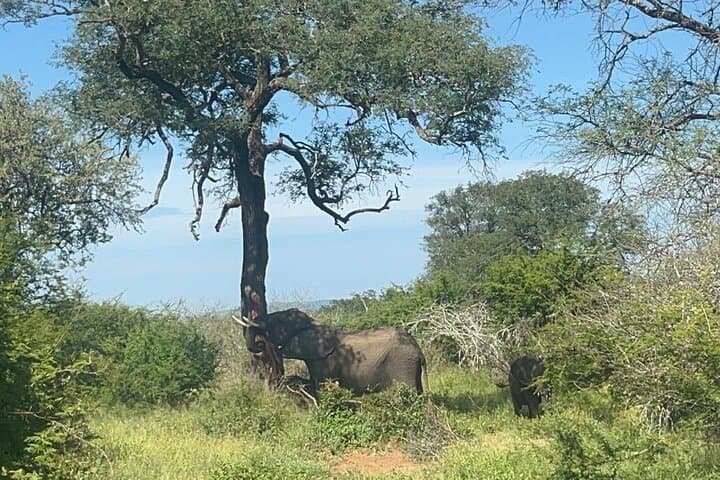 Open-Car Kruger National Park Full-Day Safari from Maputo photo 4