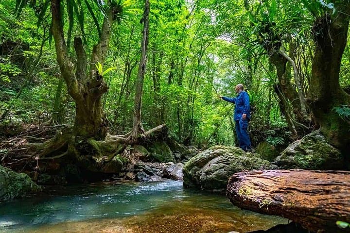 Private Half-Day South Amami Jungle Adventure: Uken Village Waterfalls & Caves