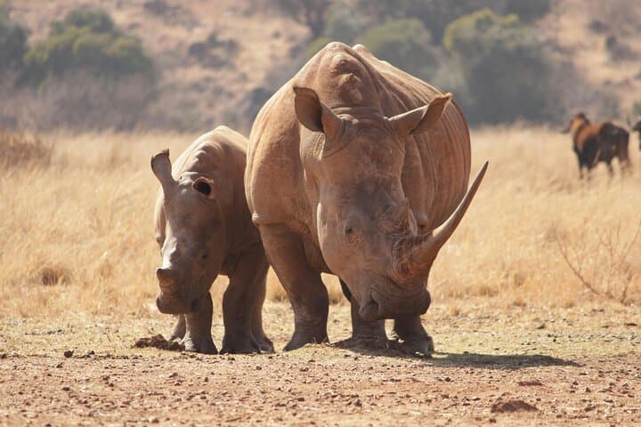 Sunset Game Drive on the Zambezi at Mosi-oa-Tunya