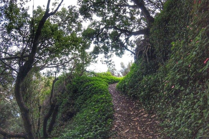 Larano Trail Guided Hike — Machico to Porto da Cruz, Madeira photo 6