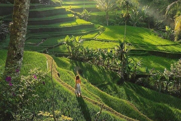 Discover Ubud: Temples, Tegalalang Rice Terraces, Waterfalls & Monkey Forest Day Tour photo 2