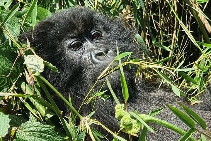 3-Day Private Rwanda Gorilla & Golden Monkey Trek in Volcanoes National Park