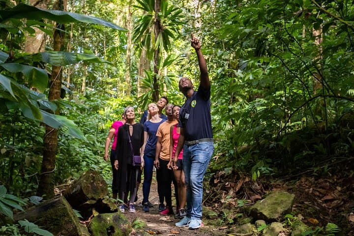 Jacquot Trail Rainforest Hike — Guided Nature Walk near Castries, St. Lucia photo 2