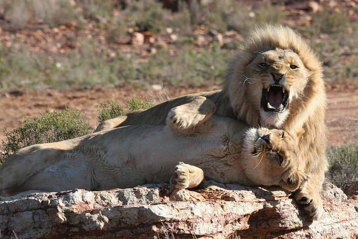 Aquila Big 5 Morning Safari with Winelands Wine Tasting from Cape Town photo 1