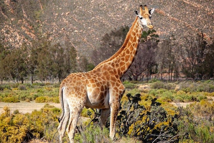 Aquila Big 5 Morning Safari with Winelands Wine Tasting from Cape Town photo 2