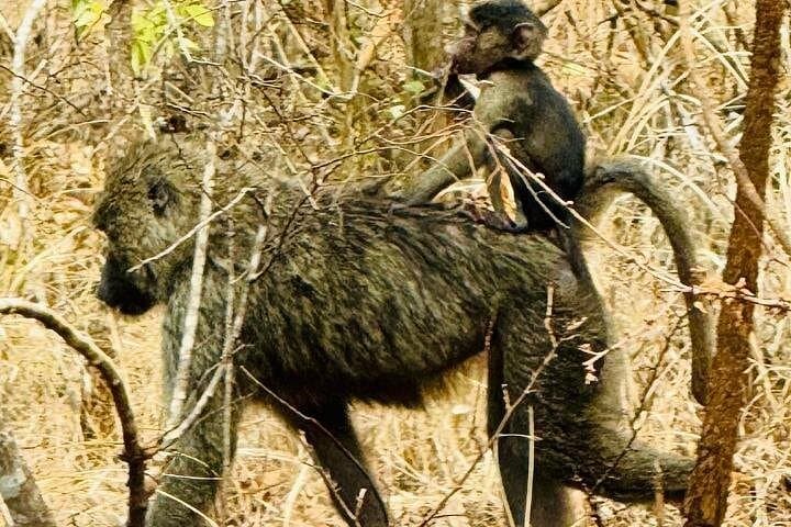 Rwanda Gorilla Volcanoes Car Tour: Two-Day Wildlife & Volcano Adventure photo 4