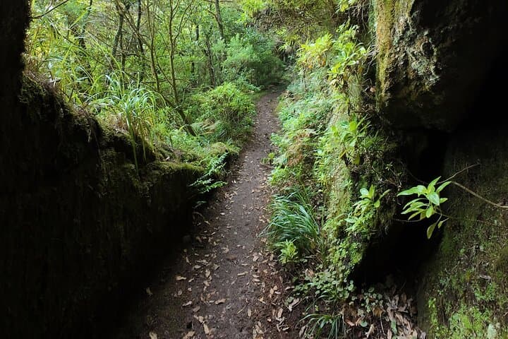 Madeira Bica da Cana to Encumeada: Guided Laurisilva Hike Along Levadas and Tunnels photo 3