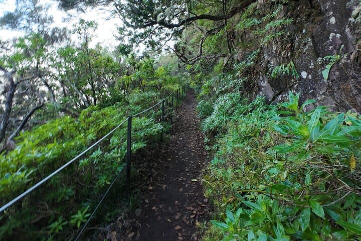 Madeira Bica da Cana to Encumeada: Guided Laurisilva Hike Along Levadas and Tunnels photo 4