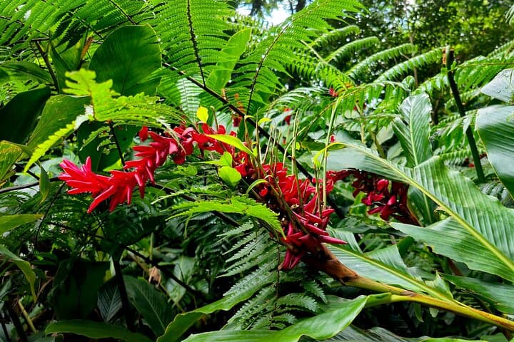 Dominica Adventure: Hike Middleham Falls, Swim Titou Gorge & Soak in Ti Kwen Glo Cho photo 3