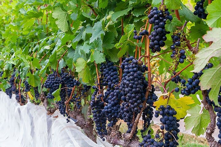 Full-Day Wine Tour from Rio to Vinícola Inconfidência & Itaipava Fair