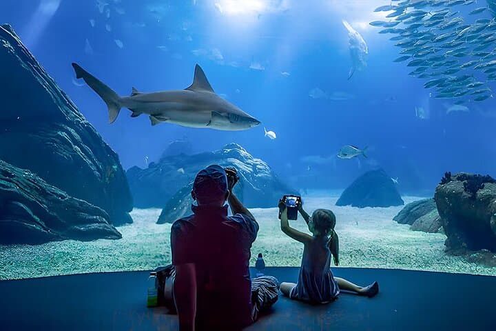 Inside Lisbon's Oceanário: A Deep Dive into Europe's Leading Aquarium