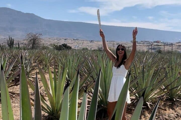 Tradicional Mezcal Experience in Mitla — Family Distillery & Agave Fields photo 4