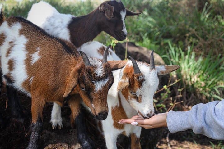 Ohana Ranch ATV Tour: Big Island Ranch Day with Goat Feeding & Lei Making photo 6