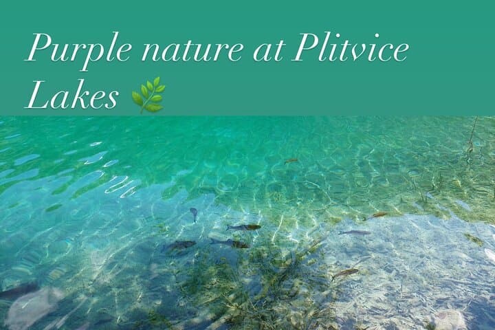 Plitvice Lakes Day Trip from Rijeka — Boat, Walks & Panoramic Train photo 3