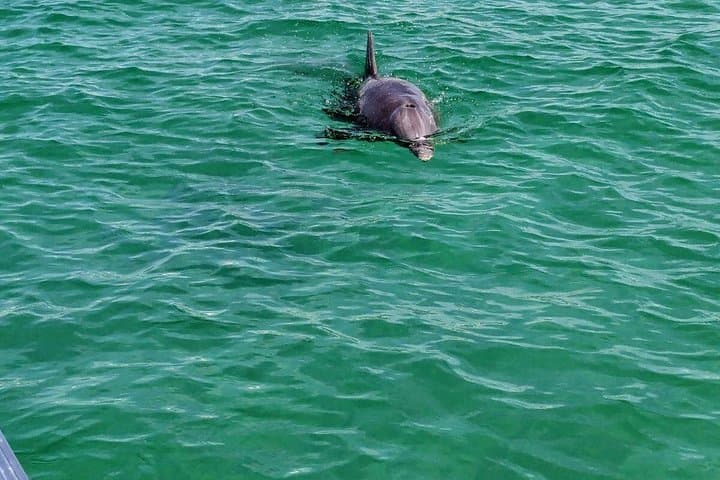 Destin Tiki Boat Harbor and Dolphin Cruise - 90-Minute Emerald Bay Escape photo 4