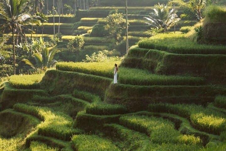 Half-Day Ubud Private Tour: Tegalalang Rice Terrace, Tirta Empul & Tegenungan Waterfall photo 2