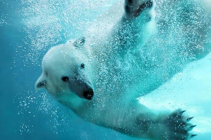 Hokkaido Day Trip: Asahiyama Zoo, Blue Pond & Ningle Terrace from Sapporo photo 4