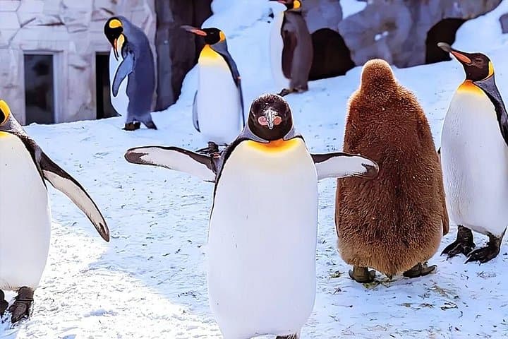 Hokkaido Day Trip: Asahiyama Zoo, Blue Pond & Ningle Terrace from Sapporo photo 1