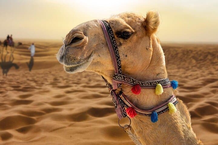 Abu Dhabi Desert Safari: Dune Bashing, Quad Biking & Bedouin BBQ photo 5