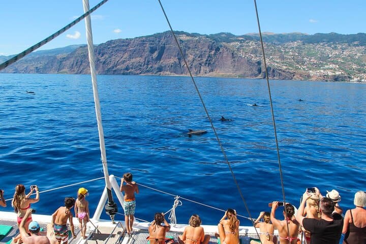 Funchal Dolphin & Whale-Watching Catamaran Tour — Madeira Marine Safari