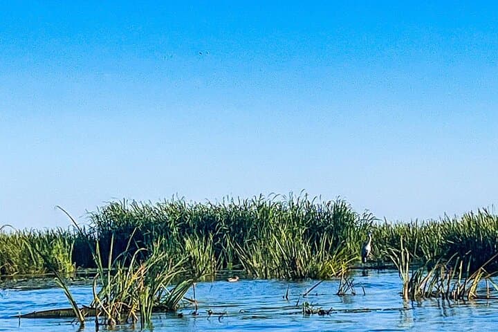 Danube Delta Speedboat Tour from Bucharest — Small-Group Premium Day Trip photo 5
