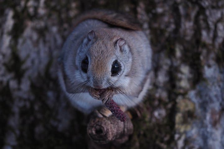 Hokkaido Flying Squirrel Photography Tour — Private Wildlife Sessions Near Obihiro
