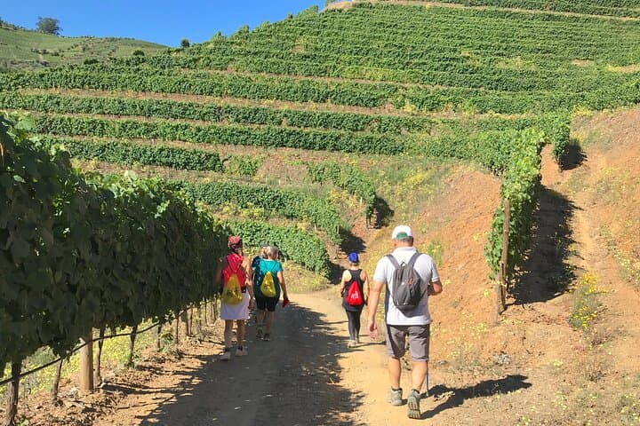 Douro Valley Sunset Walk: Vineyards, Terraces & Golden-Hour Views photo 4
