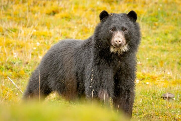 Spectacled Bear Photography Expedition — Chingaza National Park Day Trip from Bogotá photo 2