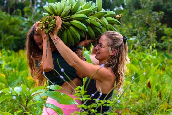 Ticote Medicine Farm Tour — Healing Plants and Indigenous Remedies Near La Fortuna photo 4