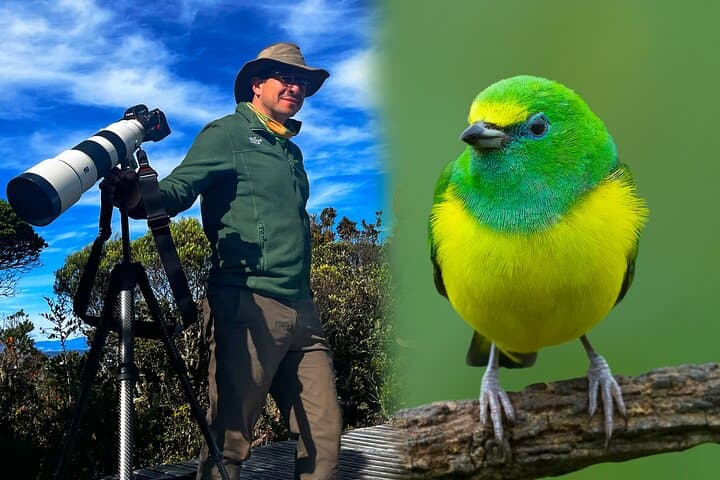Sierra Nevada de Santa Marta: 4-Day Endemic Bird Photography Tour