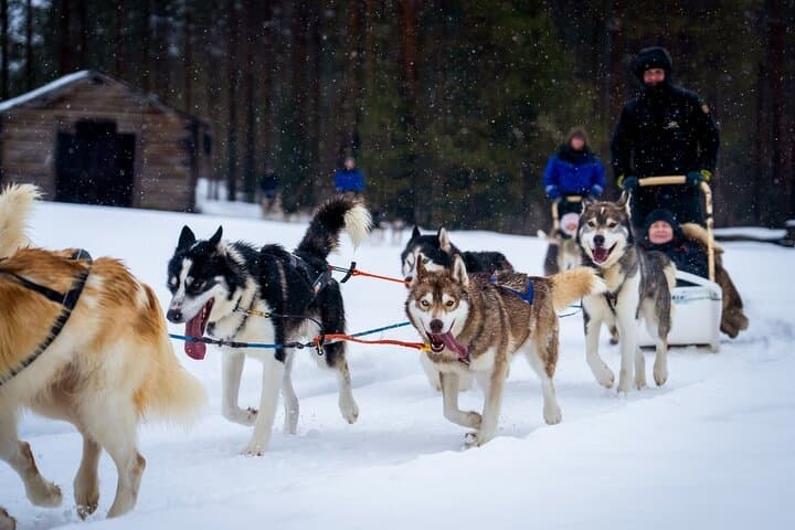 Drive a Husky Team in Rovaniemi: 6–10 km Self-Drive Safari with BBQ