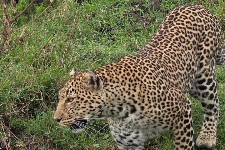 Tarangire National Park One-Day Safari from Arusha — Elephants, Baobabs & River Game Drives