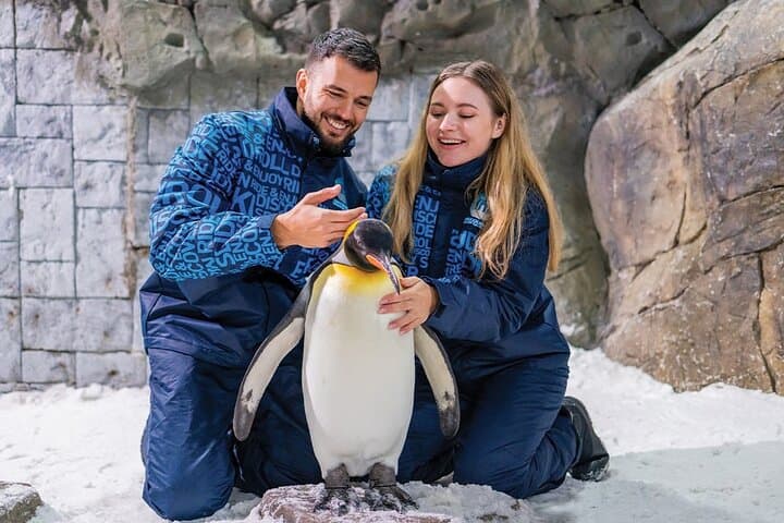 Ski Dubai Full-Access Tickets: Indoor Snow Park, Penguin Encounters & Slopes photo 2